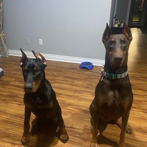 Meet your Posher, Dan